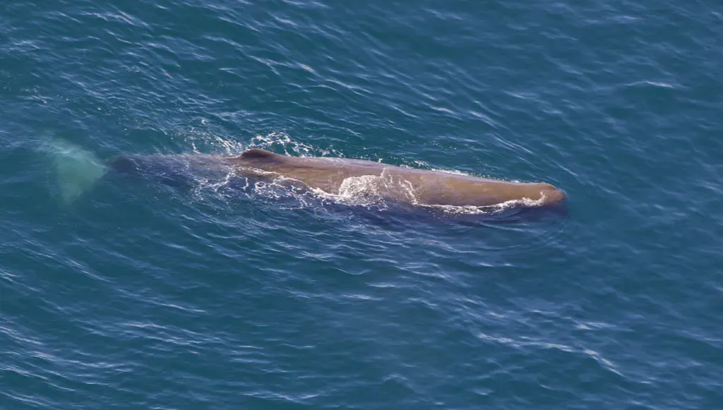 4. The Ghostly Deep-Dive Rituals of Sperm Whales (Gregory "Slobirdr" Smith, Flickr, CC BY-SA 2.0)