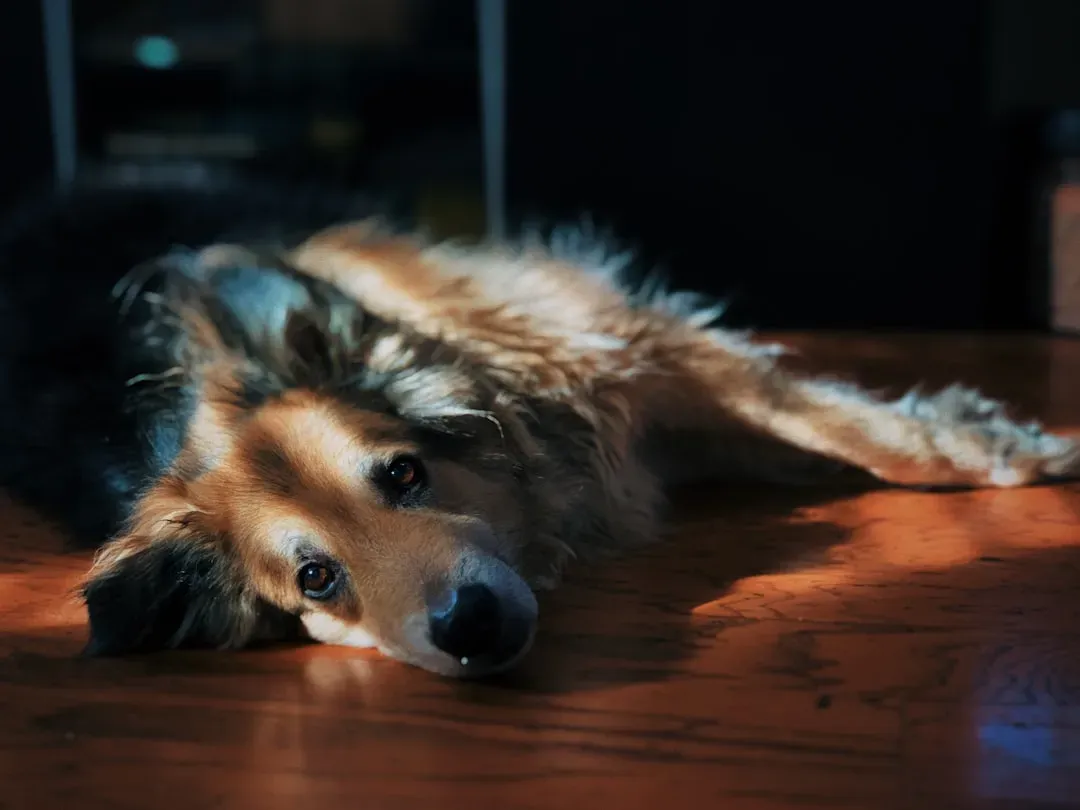 2. They give up prime napping spots without protest (Image Credits: Unsplash)