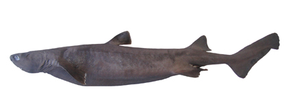 Glowing Sharks Larger Than Humans (Image Credits: Wikimedia)