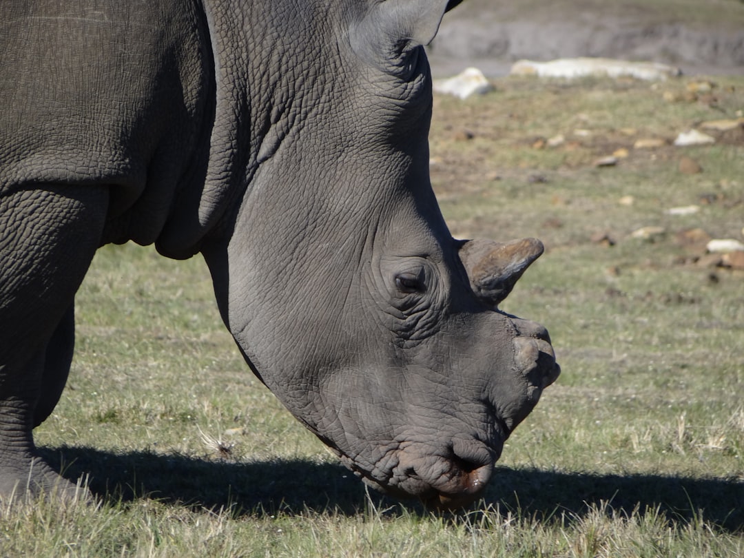 Steadfast and Scarce: Taurus and the Black Rhino (Image Credits: Unsplash)