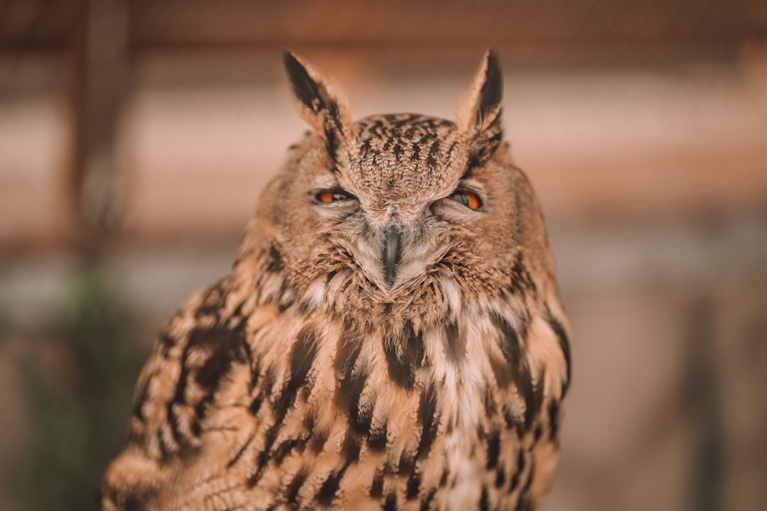 Virgo - The Wise Owl (Image Credits: Unsplash)