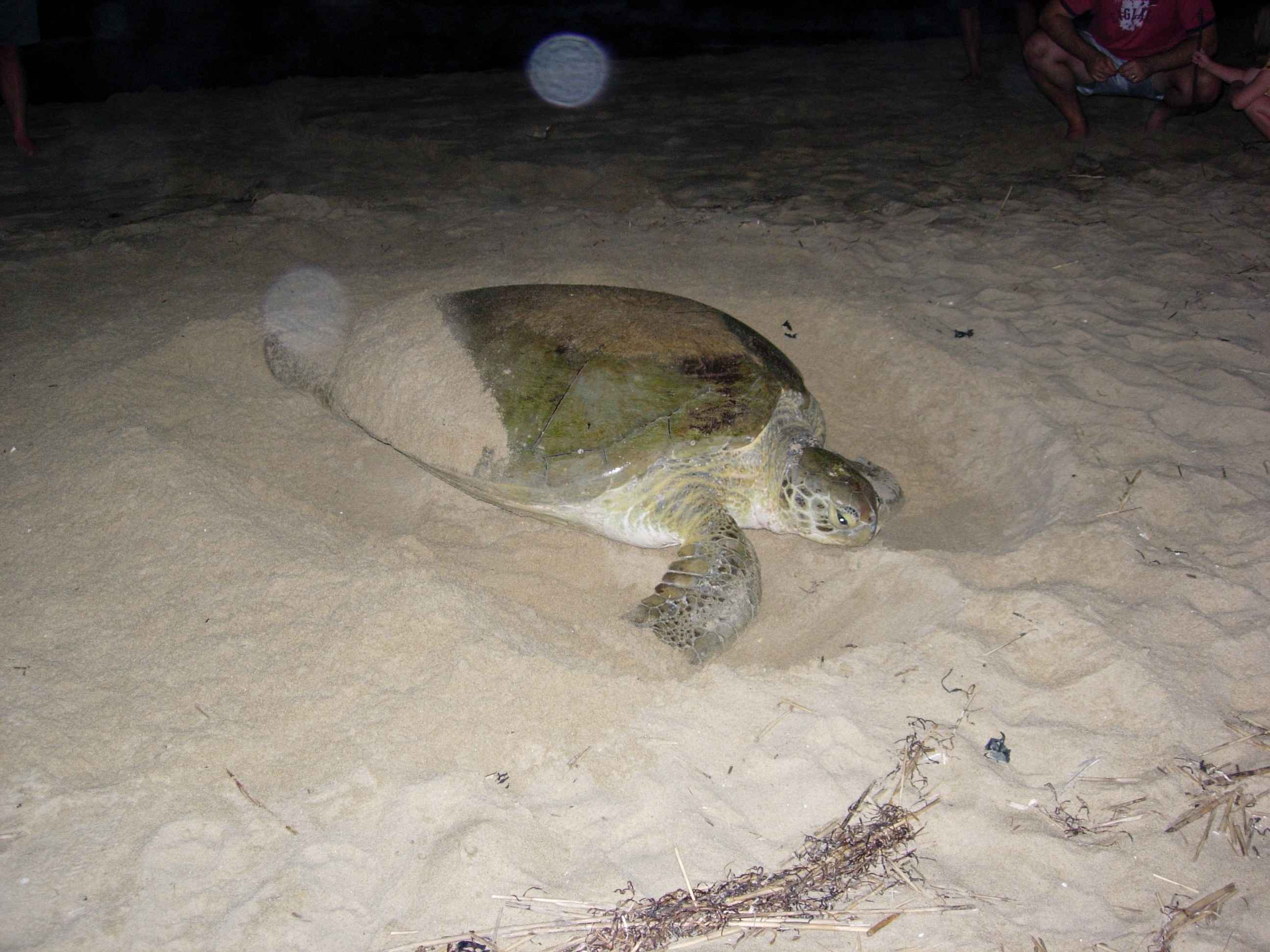 Green Turtle Numbers Follow Natural Patterns After Record Year (Image Credits: Wikimedia)