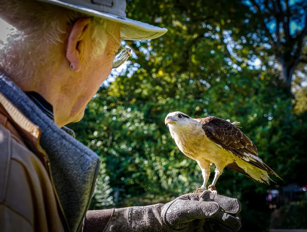 Conclusion: Your Sign Is A Story – The Hawk In The Sky Is Real (judy dean, Flickr, CC BY-SA 2.0)