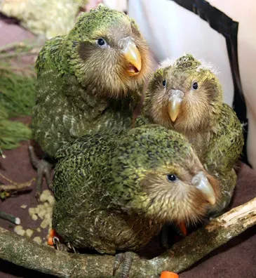 Will the Kakapo Win Its Fight for Survival? (Department of Conservation, Flickr, CC BY 2.0)