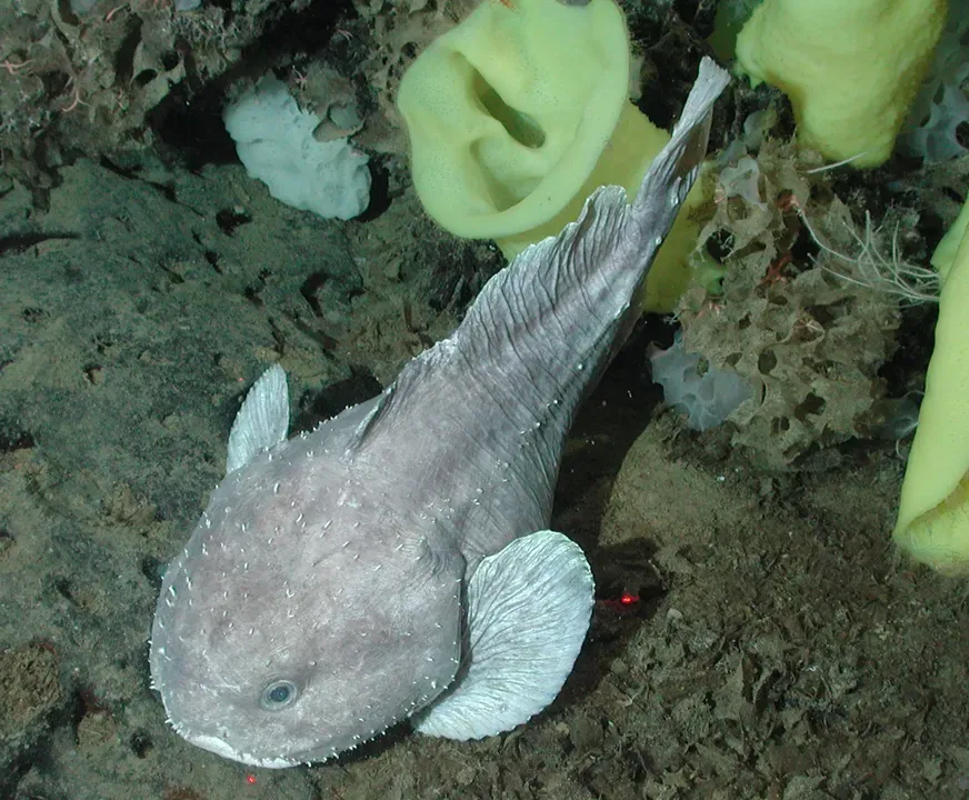 The Blobfish: Misunderstood Master of the Deep (Image Credits: Wikimedia)