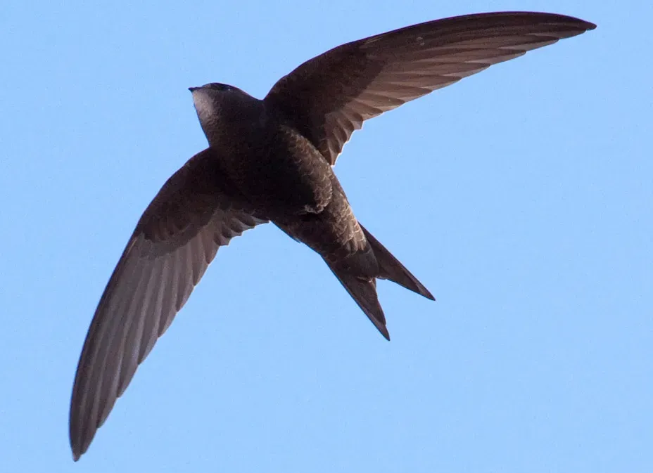 Why Almost No One Can Identify the Fastest Bird on Sight (Falciot #2Uploaded by Snowmanradio, CC BY-SA 2.0)