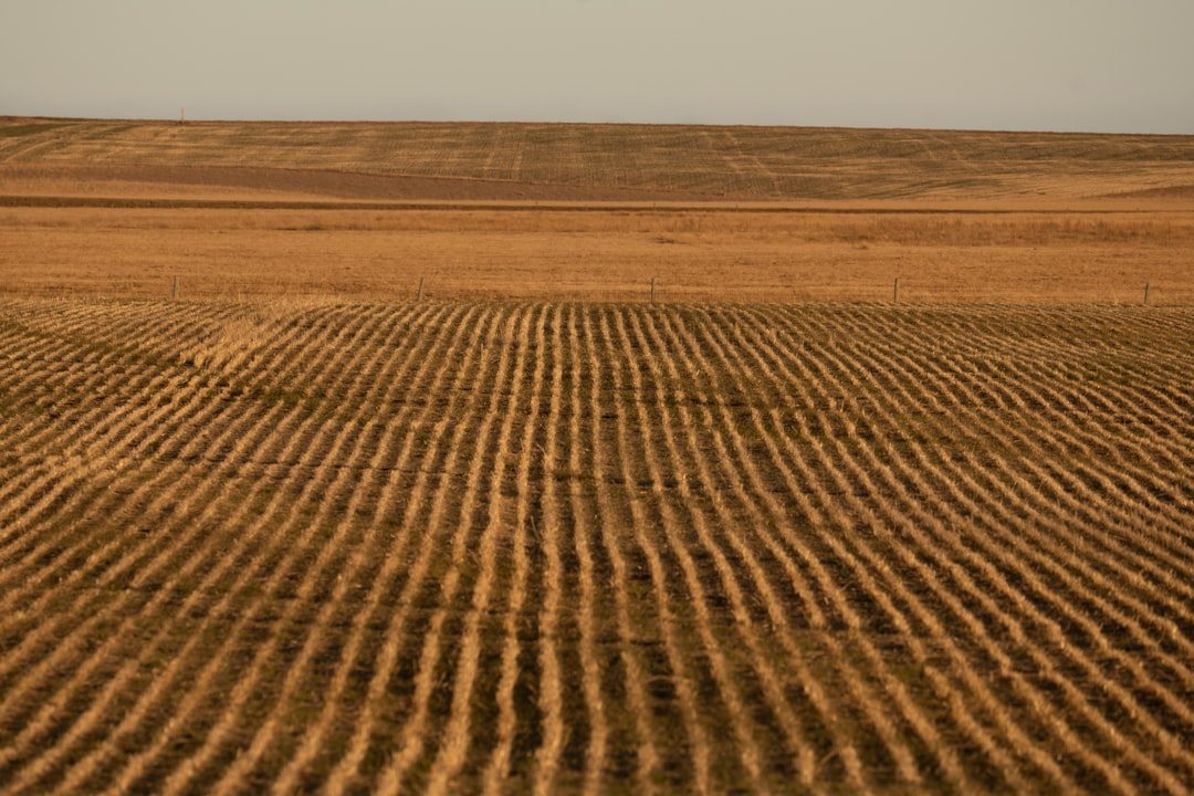 Crop Rotation and Mixed Cropping: Early Experiments in Ecological Engineering (Image Credits: Unsplash)