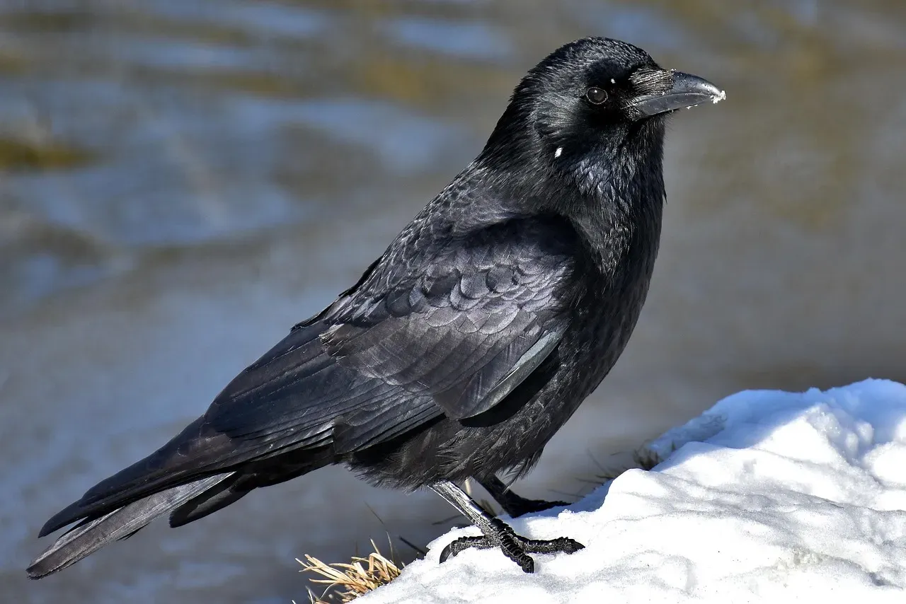 1. Crows Can Outsmart Complex Puzzles (Image Credits: Pixabay)