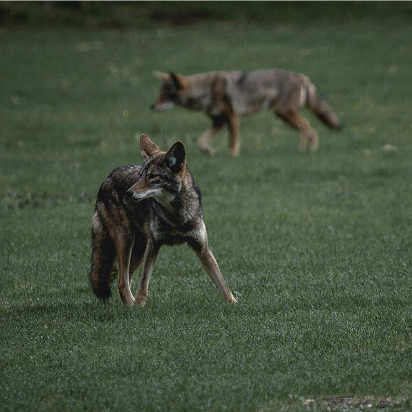 Pack Dynamics and Collar Replacement Behaviors (Image Credits: Flickr)