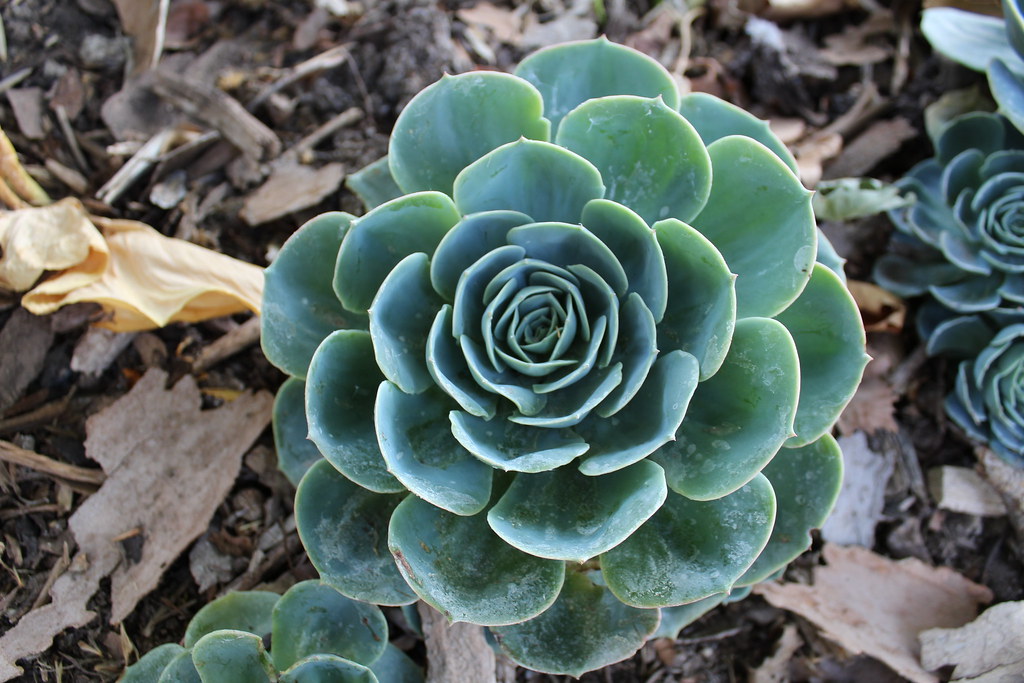 Adaptation Strategies That Span Millennia (Image Credits: Flickr)