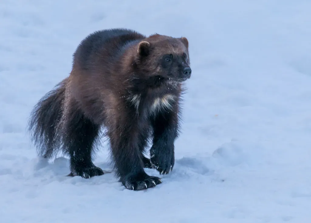 5. North American Wolverine: Ice, Isolation, and a Warming West (Ninara, Flickr, CC BY 2.0)