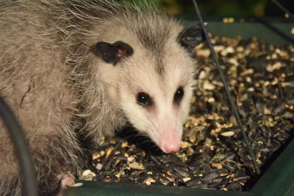 Opossums: Cautious Custodians of the Night Shift (Tobyotter, Flickr, CC BY 2.0)