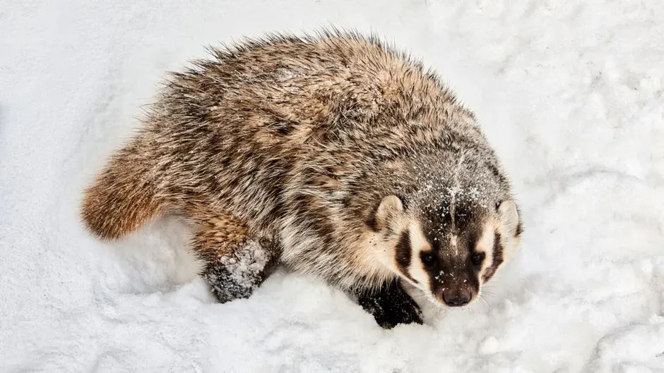 The American Badger: A Surprisingly Specialized Prairie Predator (Image Credits: Pexels)