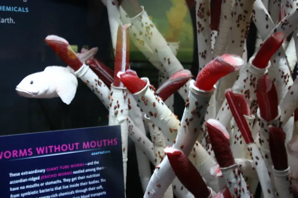 The Giant Tubeworm: Life Without a Mouth (Image Credits: Flickr)