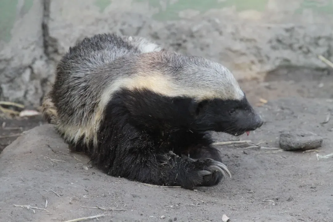 Cancer – The Fierce Guardian (Honey Badger in Arid Lands) (Image Credits: Unsplash)