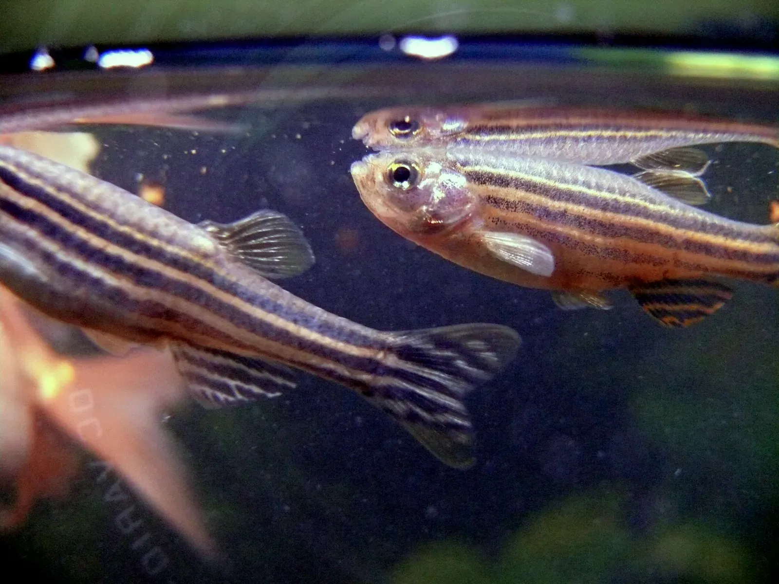 Zebrafish: How You Regrow a Heart, Not Just a Fin (By Pogrebnoj-Alexandroff, CC BY-SA 3.0)
