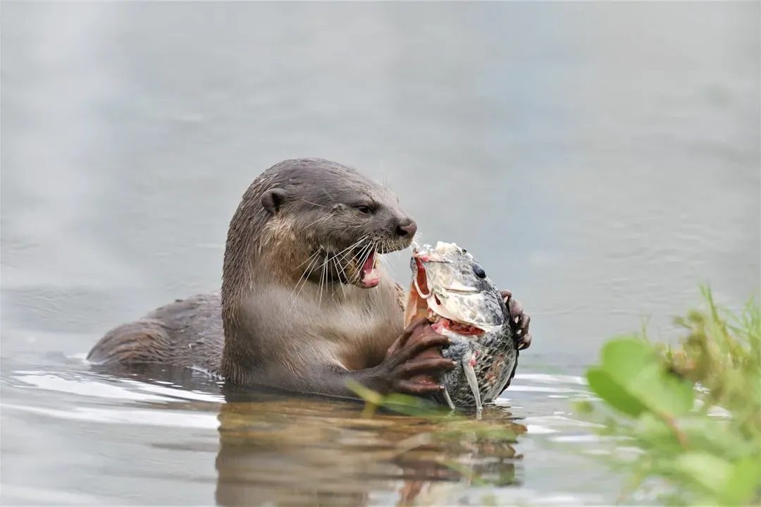 Fish Populations: Predator Or Protector? (Image Credits: Unsplash)