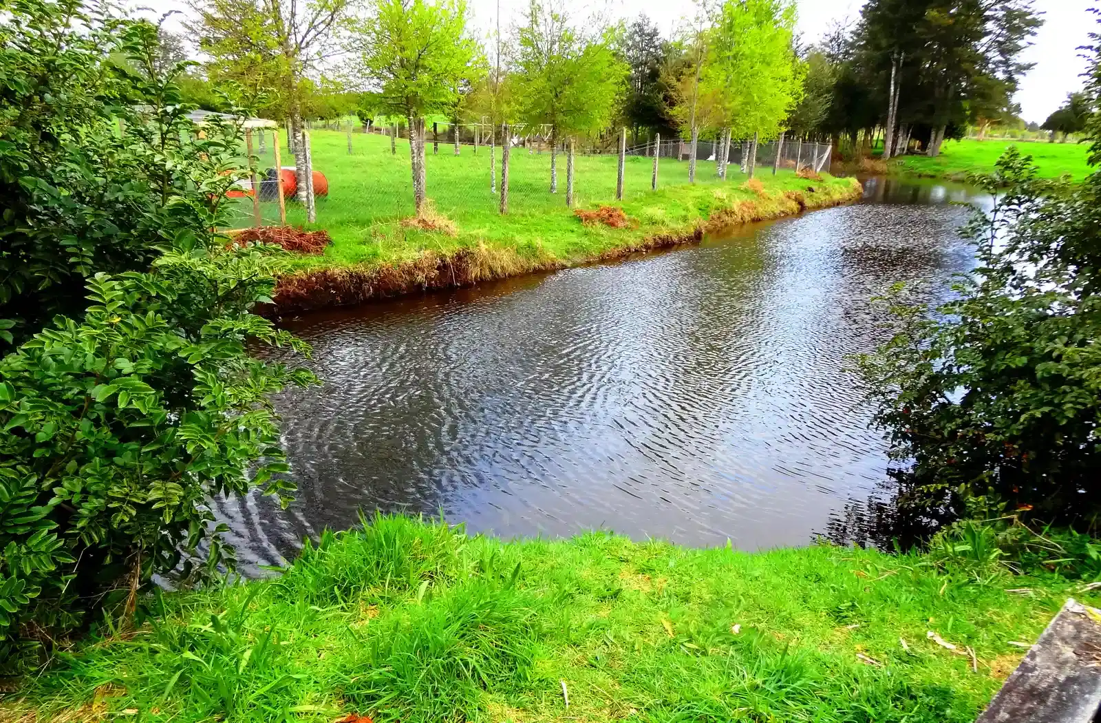 Monte Verde: People in the Americas Earlier Than Expected (By Rodolfo Ditzel Lacoa, CC BY-SA 3.0)