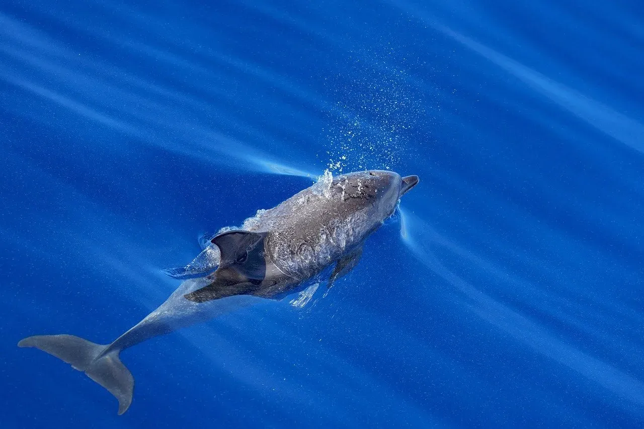 Libra: The Social Grace of the Dolphin (Image Credits: Pixabay)