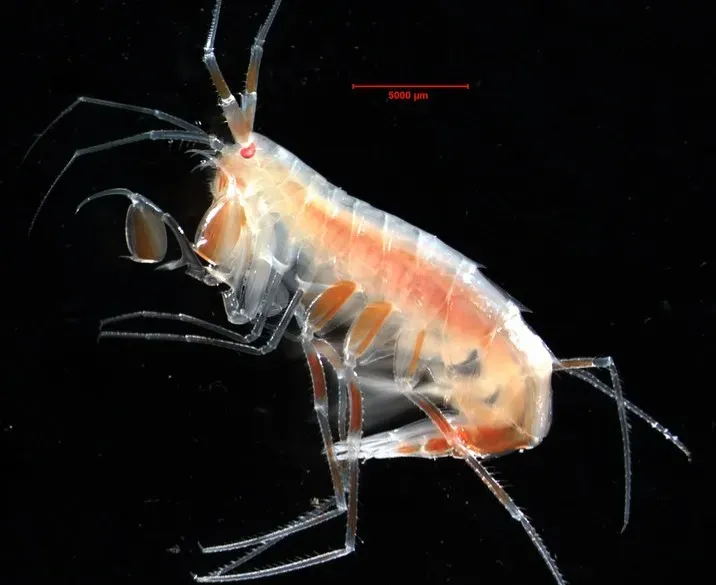 When New Species Do Not Fit the Textbook (Image Credits: Flickr)