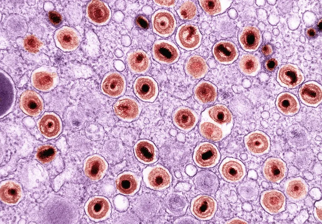 Cellular Senescence: Zombie Cells That Refuse to Die (Image Credits: Unsplash)