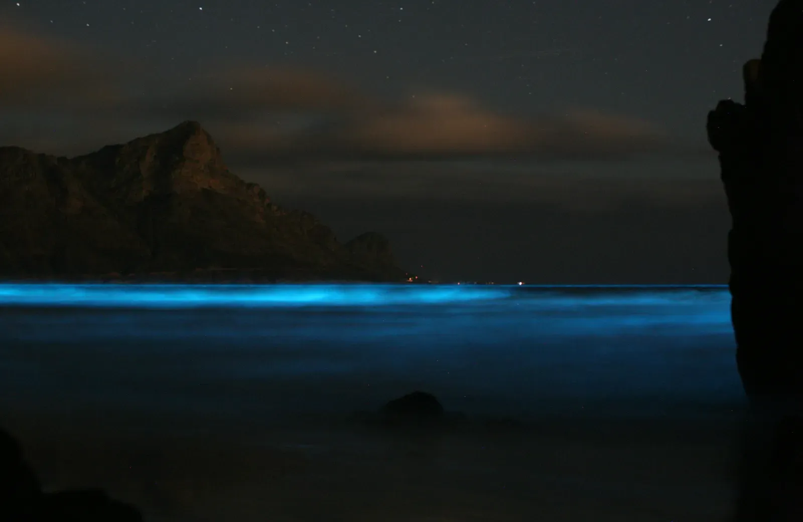 Microscopic Light Shows: Plankton and Glowing Waves (Image Credits: Wikimedia)