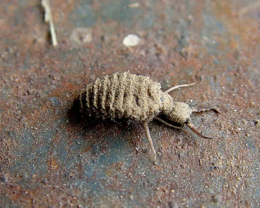 7. The Antlion: The “Sand Pit” Hunter Lurking Beneath Your Feet (Clearly Ambiguous, Flickr, CC BY 2.0)