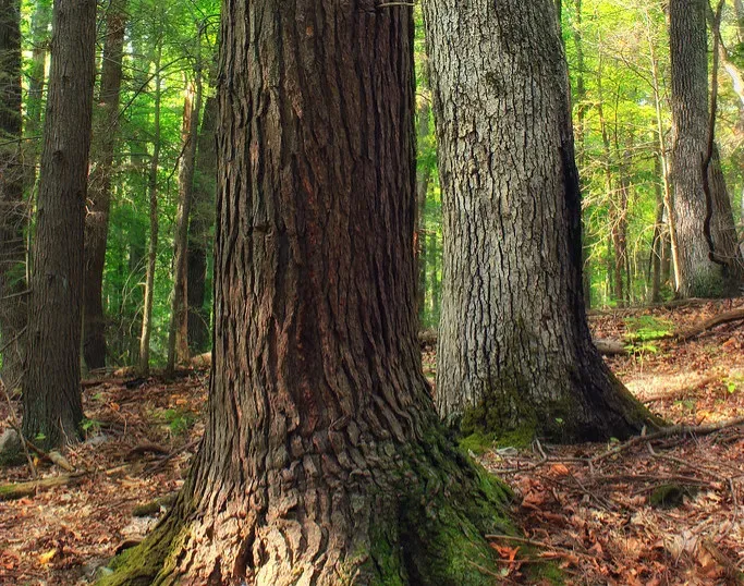 6. Dawn Redwood (Metasequoia glyptostroboides) – A “Fossil” That Came Back (Image Credits: Flickr)