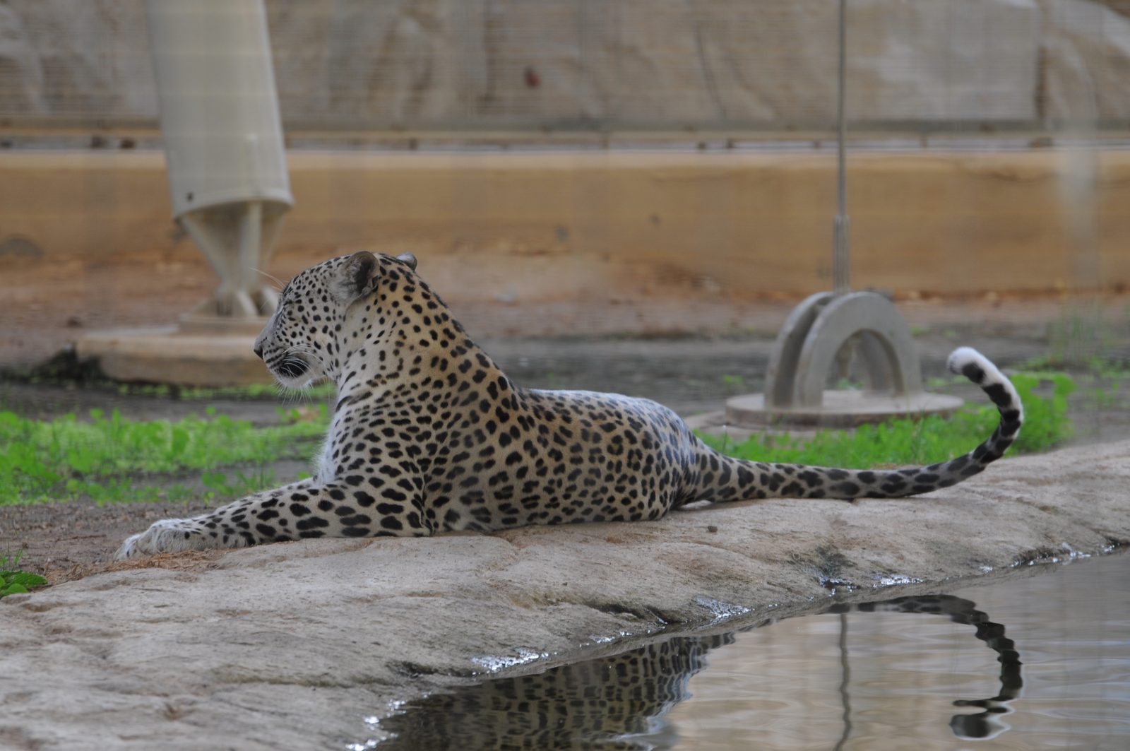 How You Can Help Keep the Spots in the Mountains (Image Credits: Wikimedia)