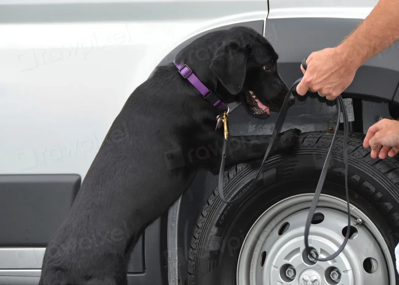 Why Animal Intelligence Changes How You Live With Them (Image Credits: Rawpixel)