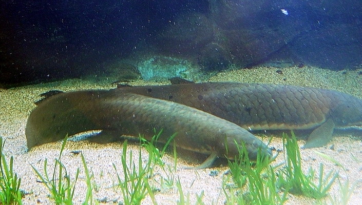 Australian Lungfish (Neoceratodus forsteri) (Image Credits: Wikimedia)
