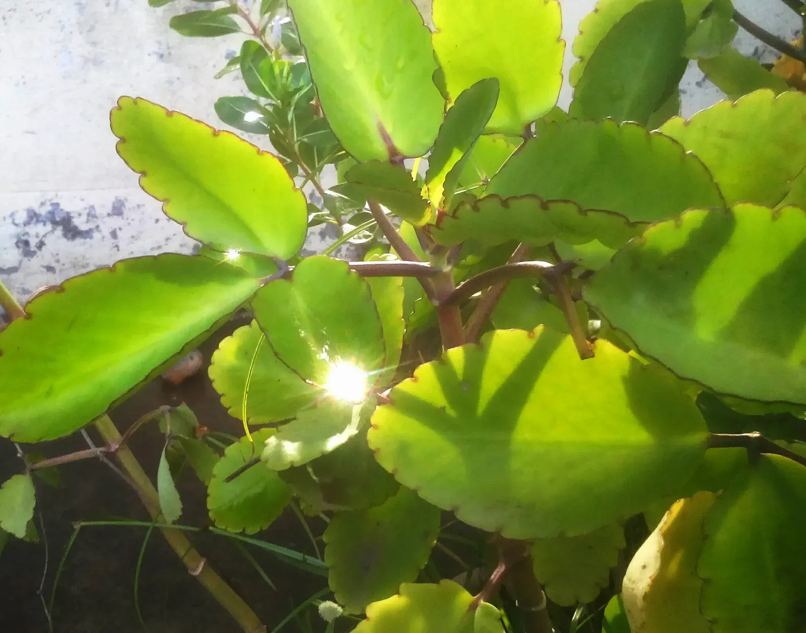 10. Plants That Can Shield Themselves from UV Radiation (By Xperr Drive, CC BY-SA 4.0)