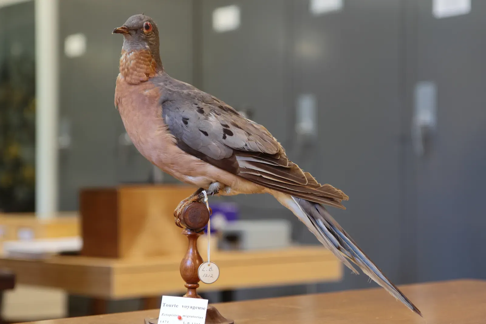 #1 - The Passenger Pigeon: Did We Declare It Dead Too Early? (By Cephas, CC BY-SA 3.0)