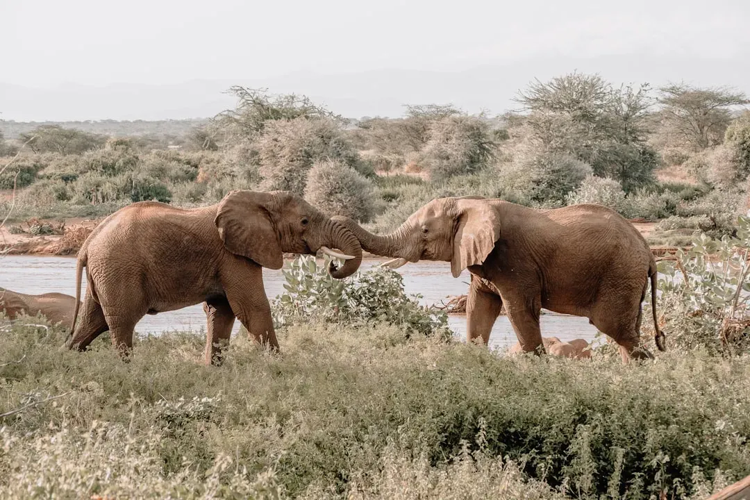 Infrasound: Elephants Are Talking Miles Away Right Now (Image Credits: Unsplash)