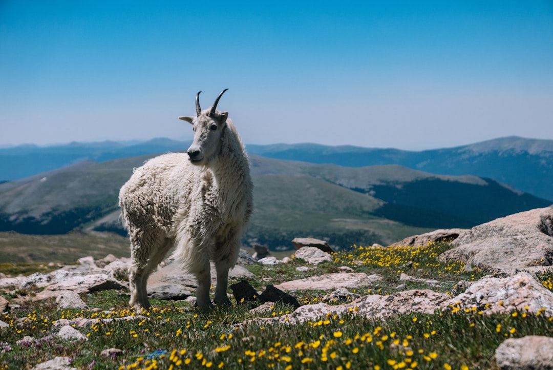 The Mountain Goat's Wisdom - Capricorn Spirit Animals (Image Credits: Unsplash)