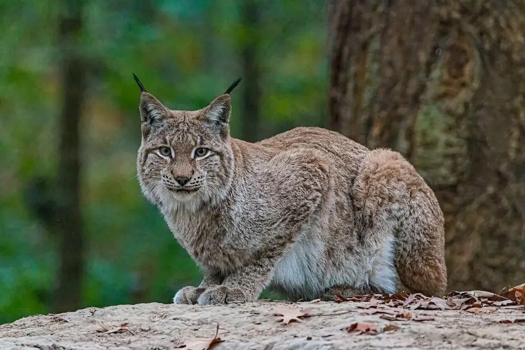 Scorpio – You Are the Alaskan Lynx (Image Credits: Unsplash)