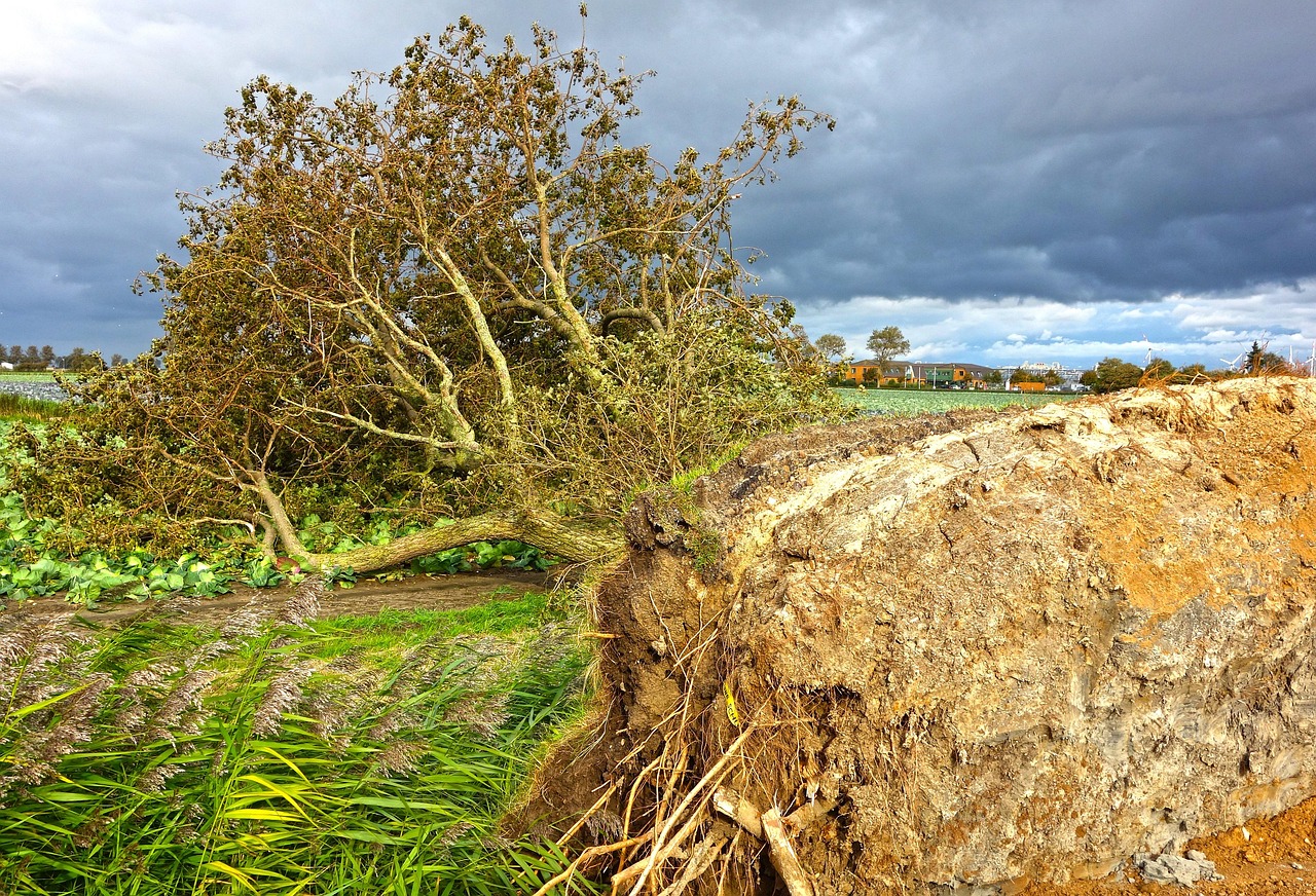 The Role of Saturated Soil and Root Systems (Image Credits: Pixabay)