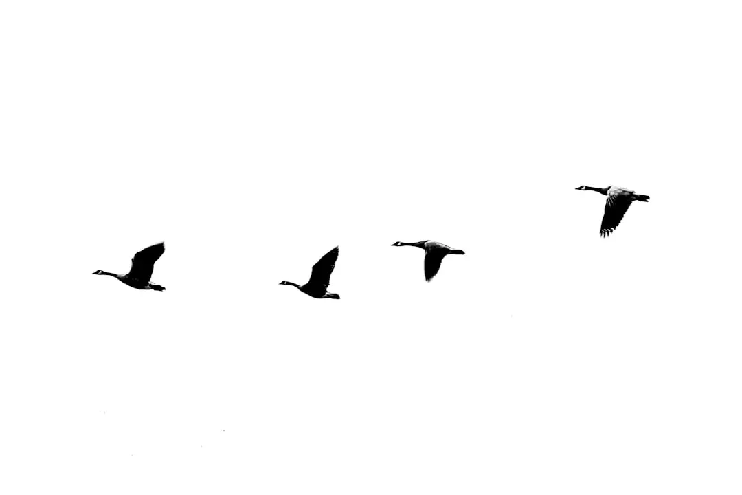 The Quantum Compass: Cryptochrome and Radical Pairs (Image Credits: Unsplash)