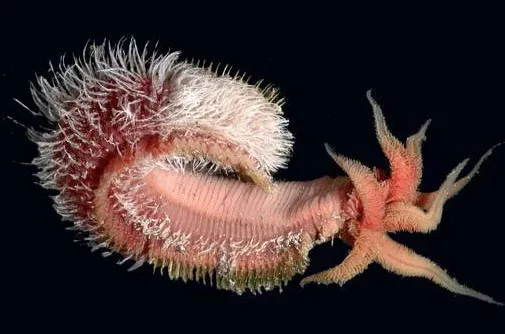 Pompeii Worms: Living in Boiling Toxic Chimneys (Image Credits: Flickr)