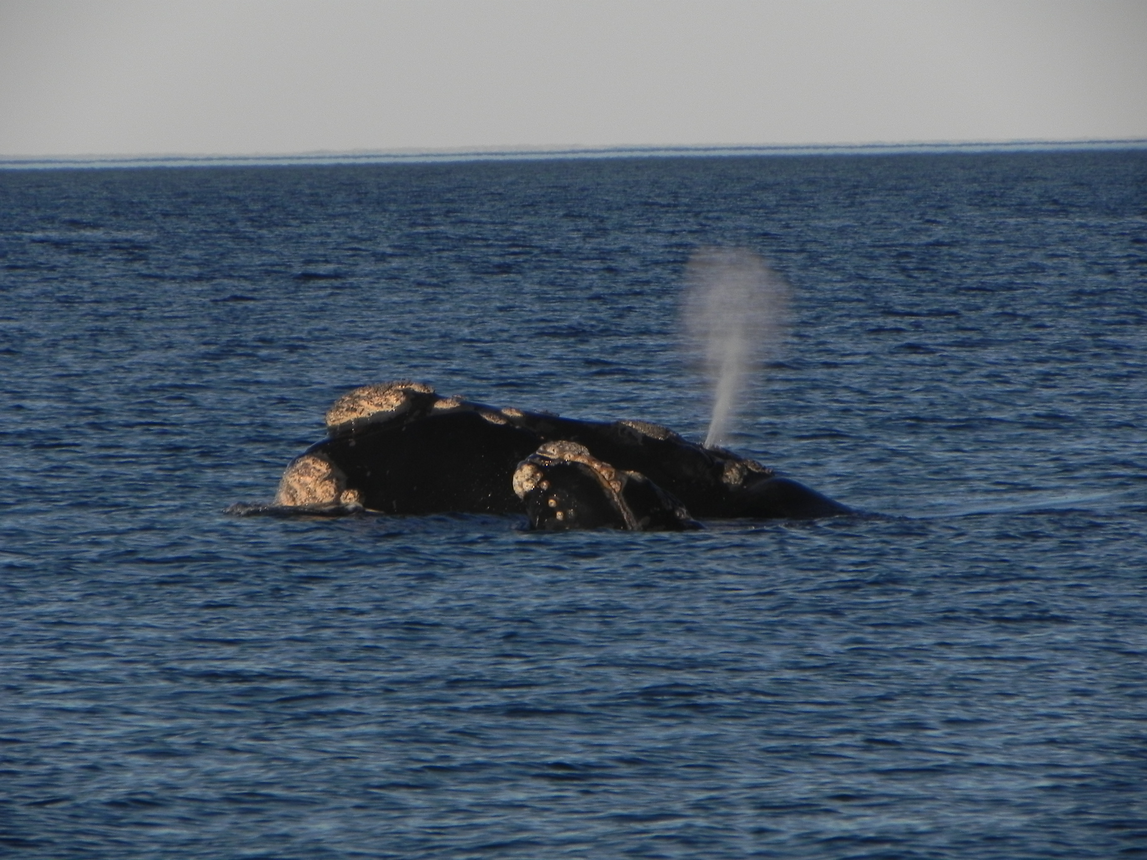 Conservation Challenges and Opportunities (Image Credits: Wikimedia)