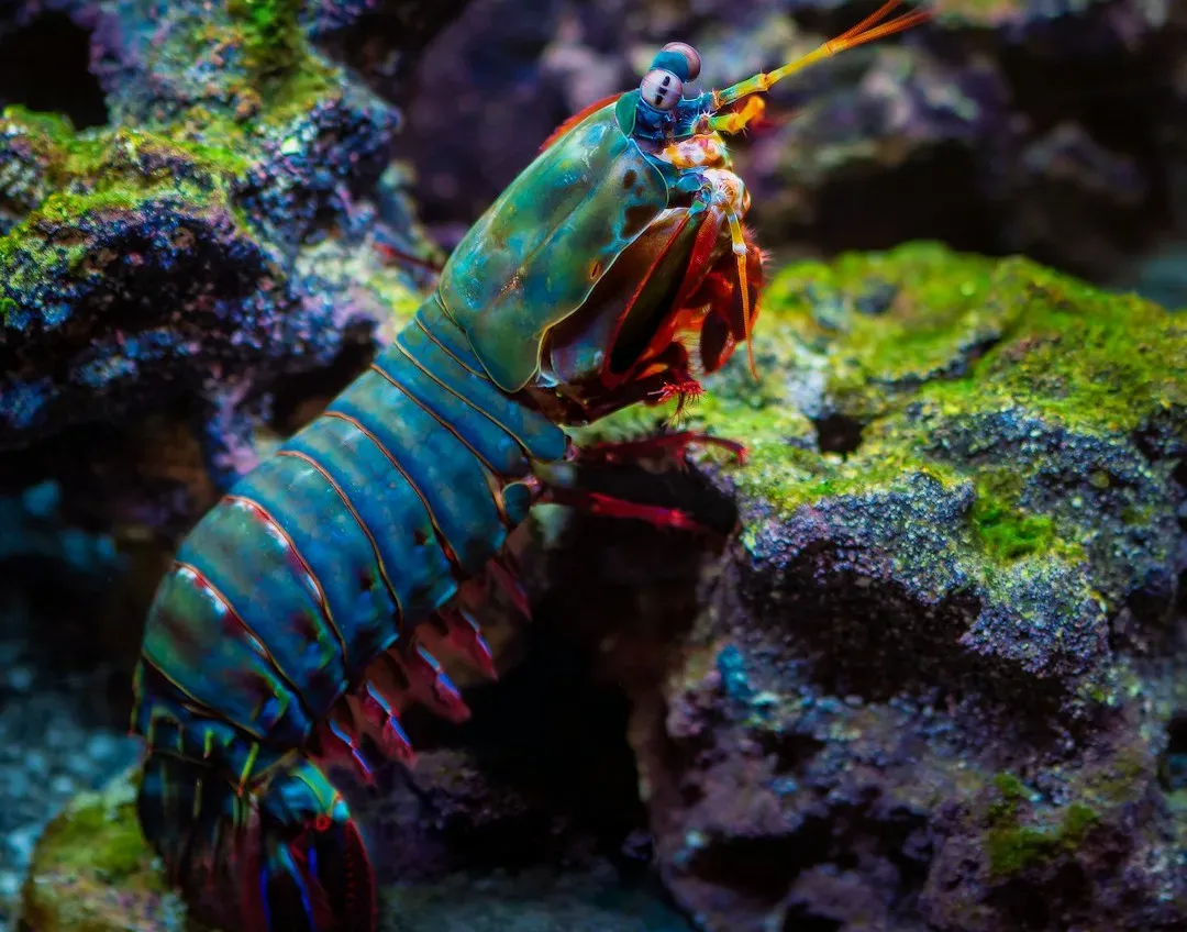 Peacock Mantises That See a World We Can’t Imagine (Image Credits: Unsplash)