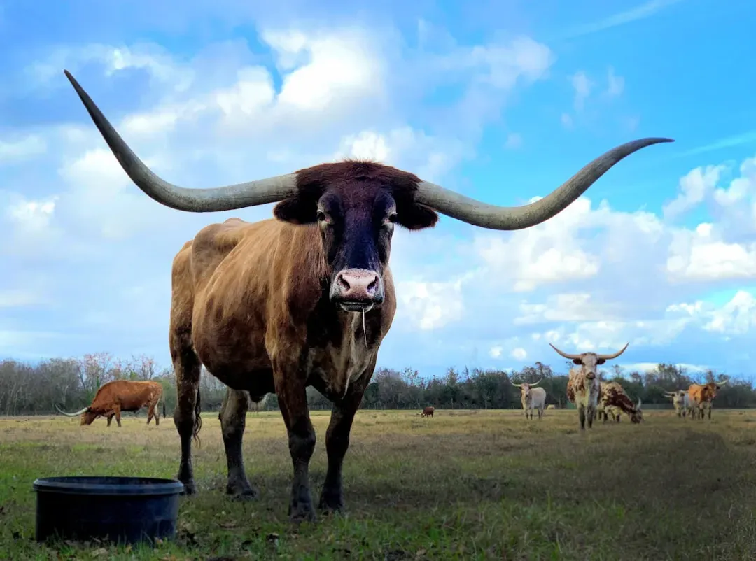 #1 Aries – Texas Longhorn: The Fearless Trailblazer (Image Credits: Unsplash)