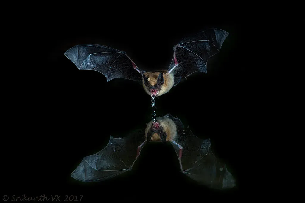 2. Bat - Nature's Living Sonar System (vksrikanth, Flickr, CC BY 2.0)