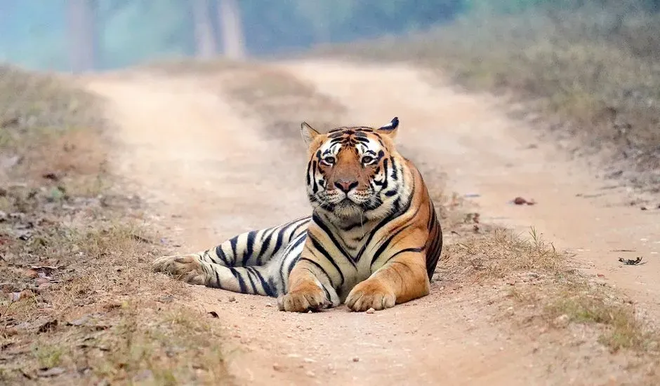 The Myth of the Completely Lonely Tiger (Image Credits: Pexels)