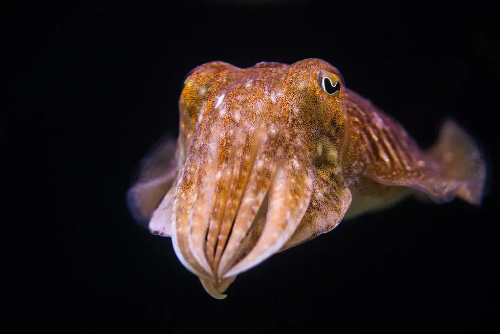 Shape‑Shifting Masters: The Cuttlefish’s Living Screens (Image Credits: Flickr)