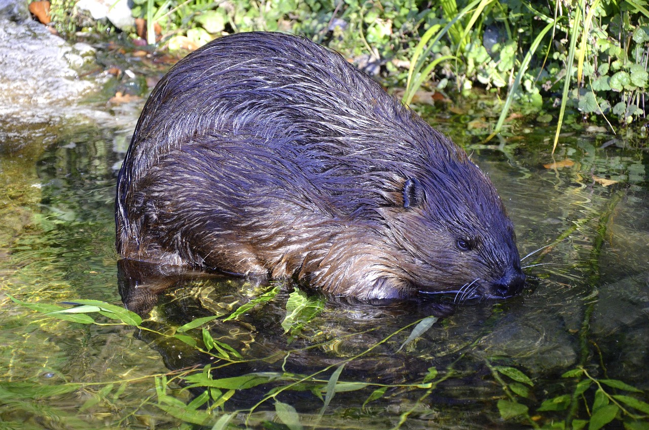 California: The Golden State's Ambitious Beaver Comeback (Image Credits: Pixabay)