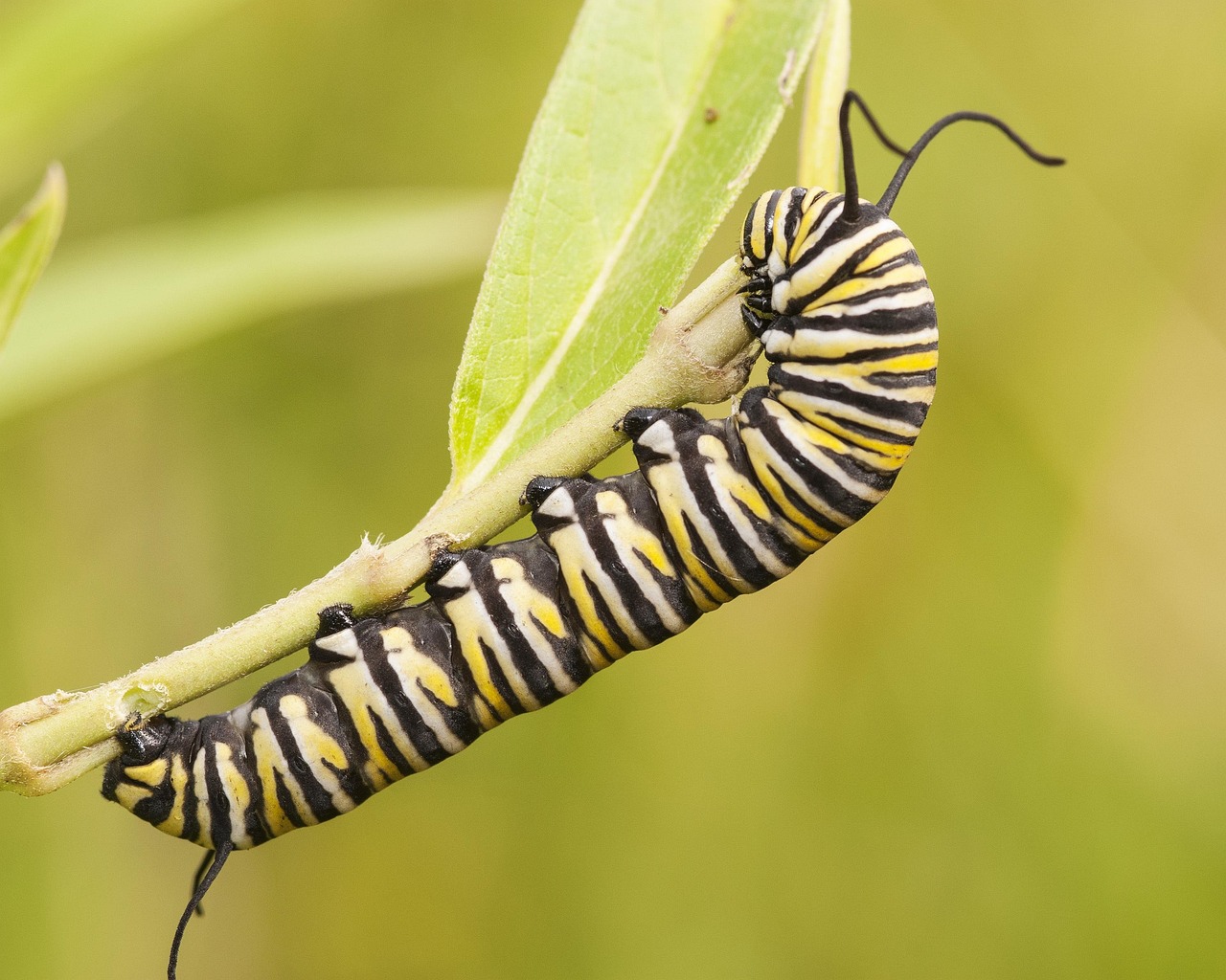 Monarch Caterpillar: The Iconic Striped Wonder (Image Credits: Pixabay)