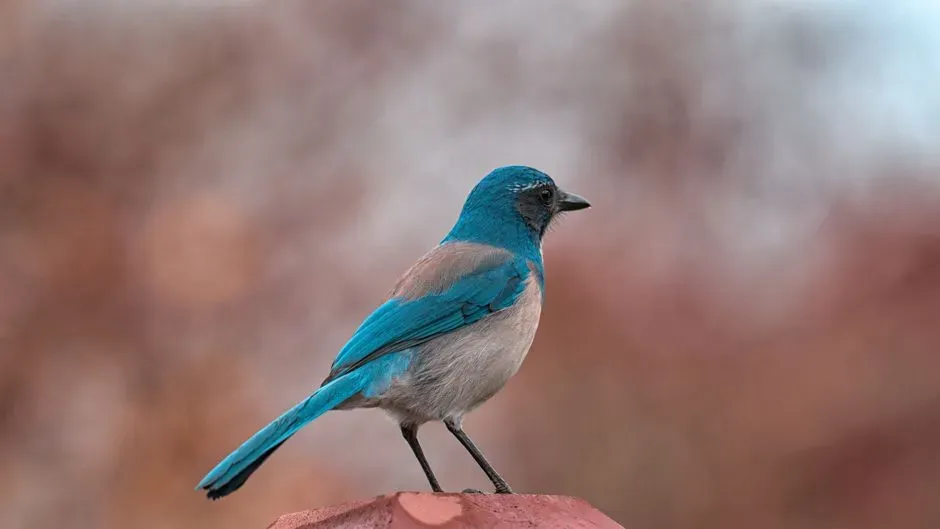 2. Western Scrub Jays: The Paranoid Planners That Understand How Minds Work (Image Credits: Pexels)