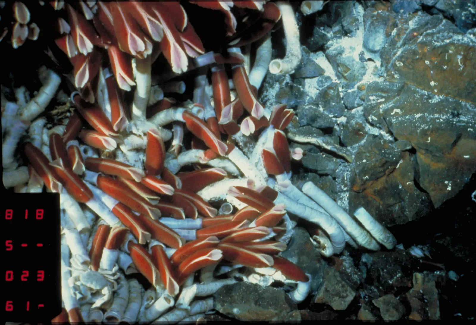 Giant Tube Worms: Masters of Extreme Living (Image Credits: Wikimedia)