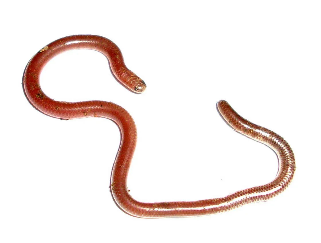 #9 - Ramphotyphlops hatmaliyeb: A Blind Snake Named From One Tiny Body (By Steveprutz, Copyrighted free use)